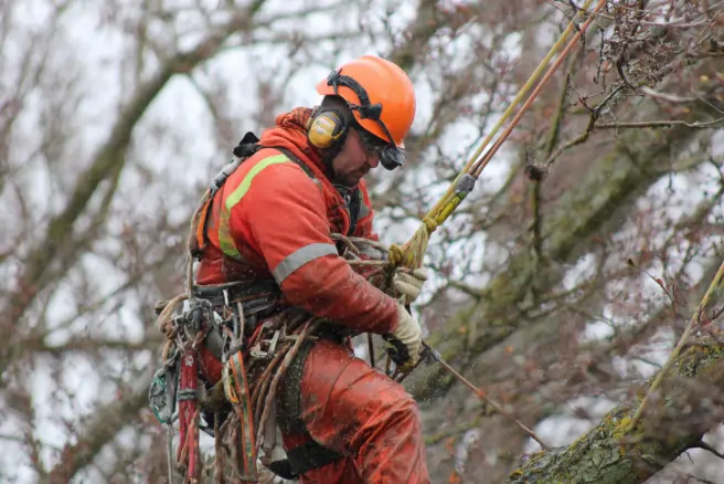 tree service company palm bay